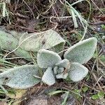 Verbascum boerhavii List