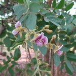 Pericopsis angolensis Blad