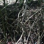 Rhizophora mangle Habitus