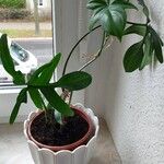 Philodendron pedatum Лист