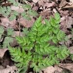 Anthriscus sylvestris Blatt