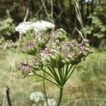 Seseli annuum Frucht