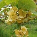 Actinidia deliciosa Flors