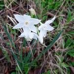 Narcissus papyraceus Flors
