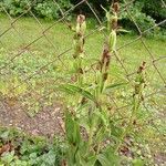 Cephalanthera damasonium Hábito