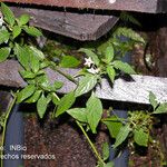 Solanum nigrescens Celota