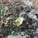 Sesamoides pygmaea Fula