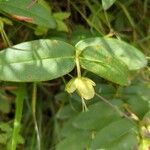 Hypericum calycinumBlatt