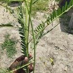 Sesbania herbacea Leaf