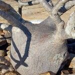 Pachypodium rosulatum Συνήθη χαρακτηριστικά