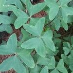 Oxalis latifolia पत्ता