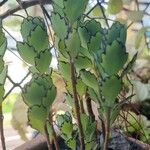 Kalanchoe laxifloraFeuille