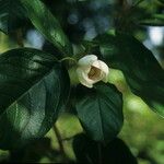 Magnolia globosa Flor