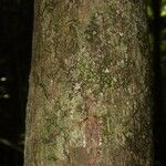 Pouteria reticulata Corteza