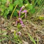 Ophrys apifera عادت داشتن