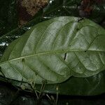 Psychotria alatipes Leaf