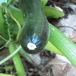 Cucurbita pepo Fruto