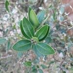 Buxus balearica برگ