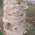 Betula × caerulea Corteza