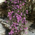 Saxifraga oppositifolia Hábito