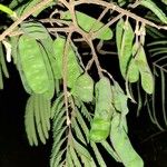 Balizia elegans Fruit