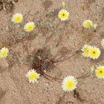 Malacothrix glabrata Flower