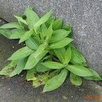 Centaurea montana Leaf