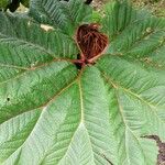 Gunnera insignis Leaf