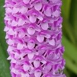 Arpophyllum giganteum Kwiat