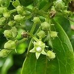 Strychnos spinosa Blüte