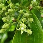 Strychnos spinosa Fleur