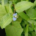 Commelina benghalensis Květ