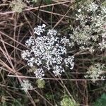 Daucus carota ফুল