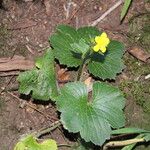 Ranunculus cortusifolius List