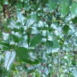 Rhamnus prinoides Folha