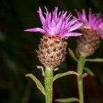 Centaurea decipiens Blüte