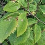 Ulmus carpinifolia Feuille