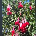 Cantua buxifolia Flower