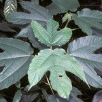 Bagassa guianensis Leaf