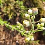 Nidorella aegyptiaca फूल