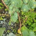 Sedum anacampseros Leaf
