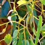 Eucalyptus obliqua