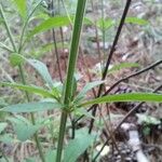 Scutellaria integrifolia Φλοιός