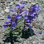 Penstemon speciosus Alkat (teljes növény)