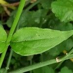 Jasminum beesianum Blatt