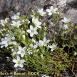 Arenaria ligericina Habit