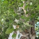 Populus × tomentosa Hoja