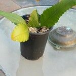 Disocactus phyllanthoides Blatt