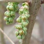 Coriaria myrtifolia Fruto