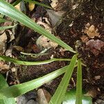 Microsorum punctatum Blatt